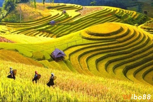 Bộ số trả lời đúng nhất cho nằm mơ thấy lúa chín đánh con gì