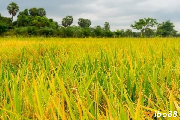 Hiện tượng mơ mang tới những ý nghĩa đặc biệt