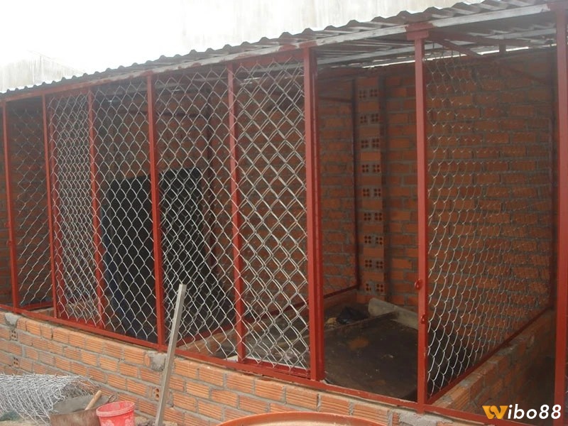 Chuồng chạy cho gà đá cần được đảm bảo vệ sinh sạch sẽ
