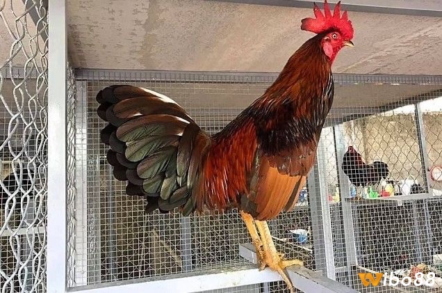 Gà đá cựa sắt là một giống gà đặc biệt để tham gia vào các trận đá ngào hấp dẫn