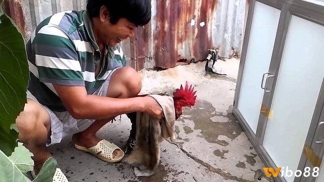 Hướng dẫn cách nuôi gà đá cựa sắt từ các tay đá gà chuyên nghiệp