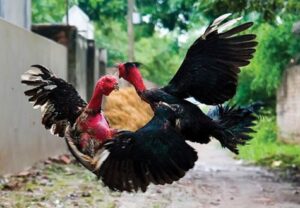 Cách nuôi gà tre đá có lực tạo nên chiến kê dũng mãnh