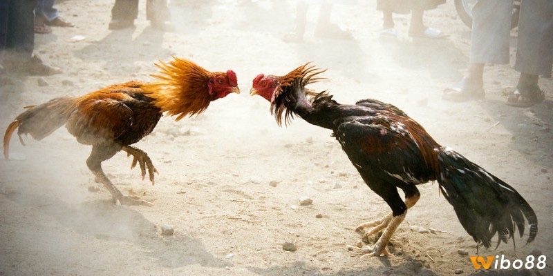Tìm hiểu về cách tham gia đá gà thomo từ các tay chơi chuyên nghiệp
