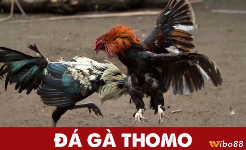 Cùng Wibo88 tìm hiểu về luật đá gà thomo nhé