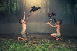 Ảnh gà đá đẹp, chiến kê đỉnh cao và mãn nhãn cho anh em
