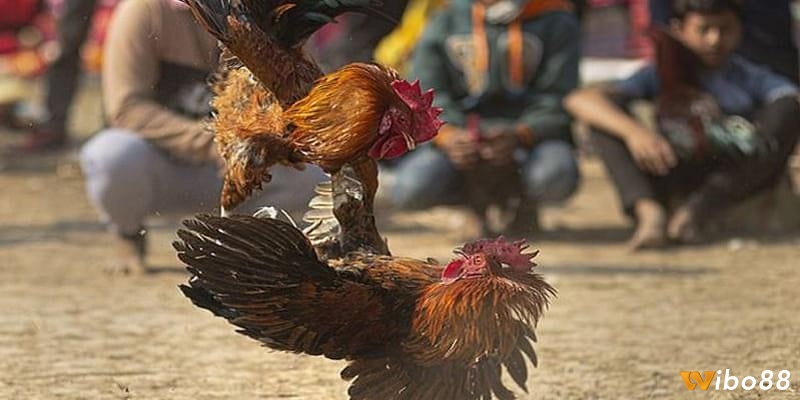 Cách đá gà mạng luôn thắng thì anh em lên chọn lựa các loại gà khỏe và phù hợp trận đấu