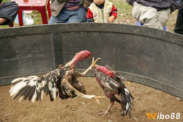 Trải nghiệm thú vị cung cách đá gà mạng luôn thắng nhé!