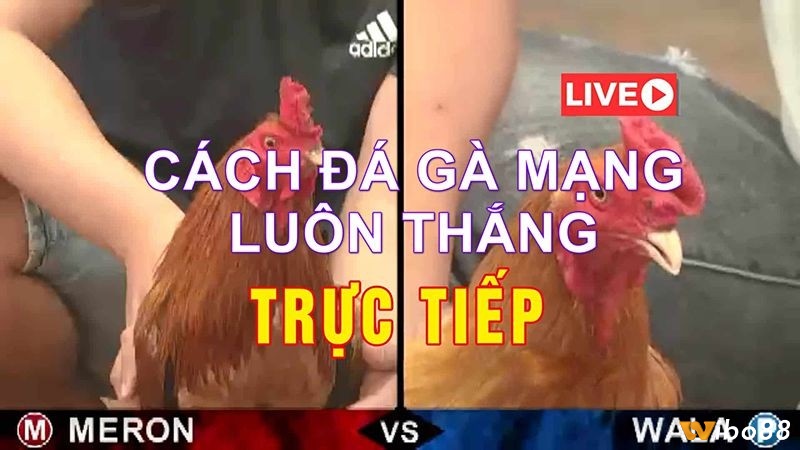 Wibo88 sẽ tìm hiểu và hướng dẫn anh em cách đá gà mạng luôn thắng nhé!