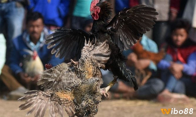 Những lưu ý mà người nuôi cần quan tâm khi nuôi gà đá mau lớn