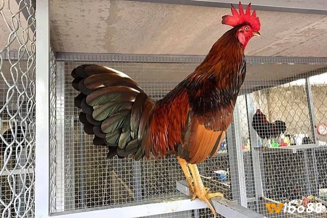 Ghi nhớ thói quen của gà để chăm sóc hiệu quả