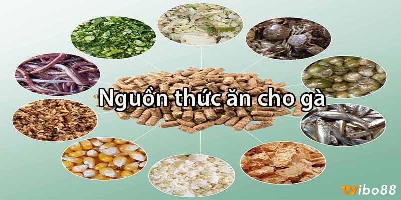 Ăn uống phù hợp là cách nuôi gà đá bo lớn hiệu quả