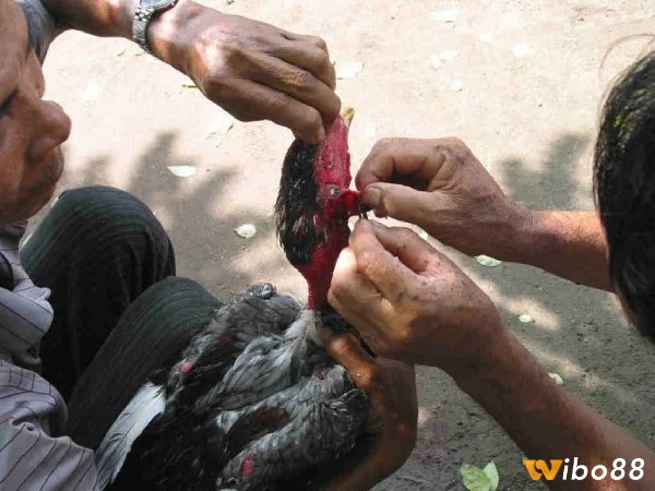 Cách nuôi gà đá bo lớn thông qua việc cắt tai tích