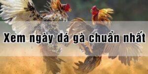 Xem ngày gà đá: Hướng dẫn cách xem chuẩn xác từ A-Z