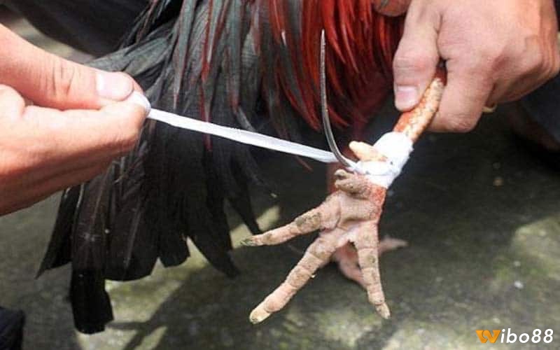 Khám phá cách mài cựa gà cực chính xác từ các tay chơi chuyên nghiệp