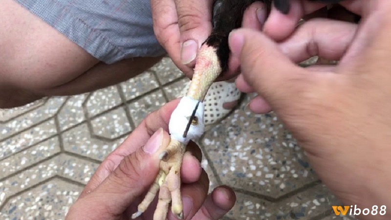 Cùng wibo88 tìm hiểu về cách mài cựa gà nhé
