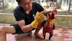 Cách vào nghệ cho gà 5 bước chuẩn, đúng kỹ thuật cùng wibo88