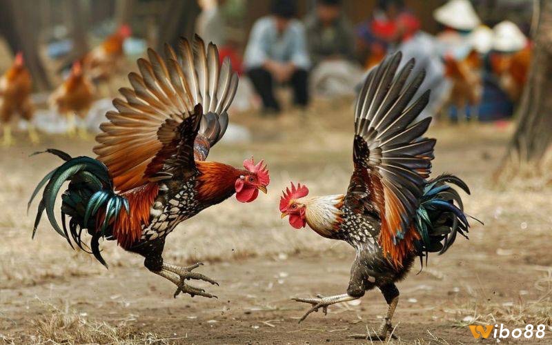Đa gà tre là hoạt động giải trí cực kỳ thú vị và hấp dẫn hiện nay