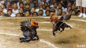 Luật đá gà có những quy định gì? Thông tin luật đá gà cơ bản