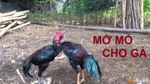 Cách mở mỏ gà chọi thời gian lý tưởng nhất? Khám phá ngay