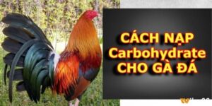 Cách nạp carbo cho gà đá đúng thời điểm, phục hồi nhanh