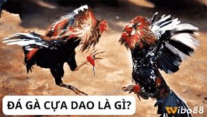 Đá gà cựa dao là gì? Thông tin về luật chơi, cách chơi đá gà