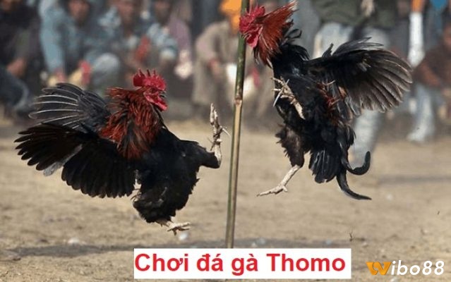Kinh nghiệm chơi đá gà campuchia là gì cho hiệu quả