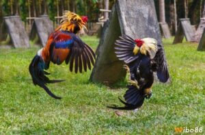 Cách nhìn gà biết lối đá chuẩn xác nhất, định hướng lối đá hay