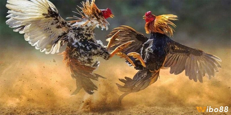 Giải đấu chọi gà C1 được tổ chức chuyên nghiệp