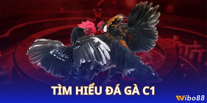 Giải đấu đá gà C1 là sân chơi đẳng cấp được nhiều sư kê ưa chuộng