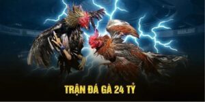 Trận đá gà 24 tỷ tại Thomo – Cuộc so tài lớn nhất lịch sử đá gà
