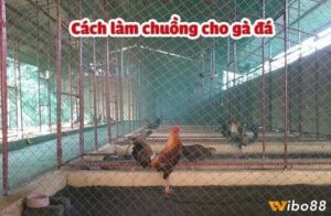 Cách làm chuồng chạy cho gà đá hướng dẫn toàn diện, chi tiết