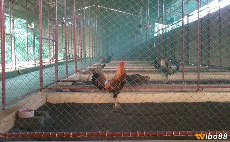 Kích thước chuồng chạy cho gà đá là yếu tố quan trọng giúp gà phát triển cân đối, khỏe mạnh và có phong độ tốt