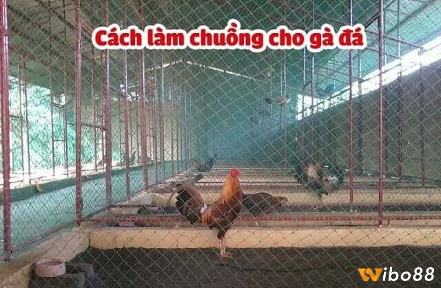 Chuồng chạy ảnh hưởng đến sức khỏe và phong độ của gà đá giúp gà phát triển thể lực, nâng cao khả năng chiến đấu và giảm thiểu nguy cơ mắc bệnh