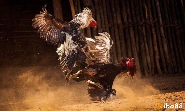 Việc lựa chọn con gà tham gia đá gà campuchia cựa sắt là yếu tố quyết định đến thành công