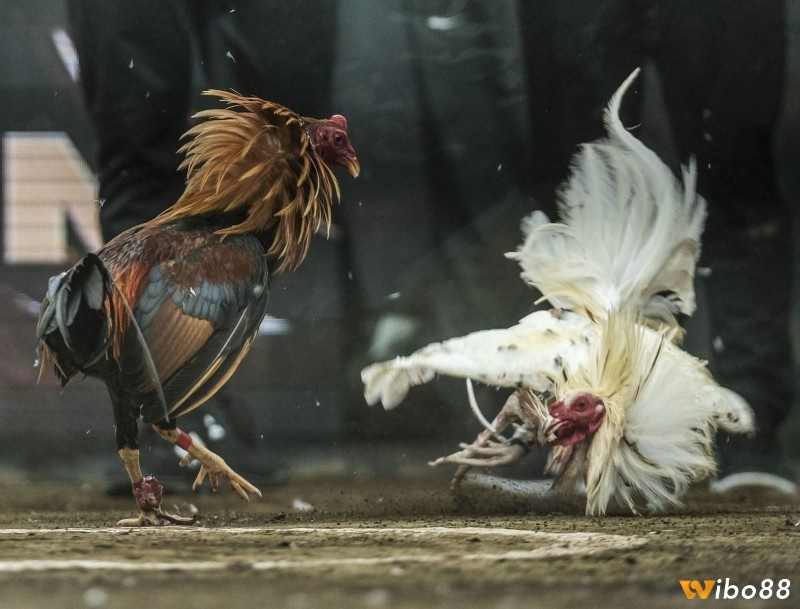 Để có thể chơi hiệu quả bạn hãy lựa chọn những chiến kê có ngoại hình mạnh mẽ