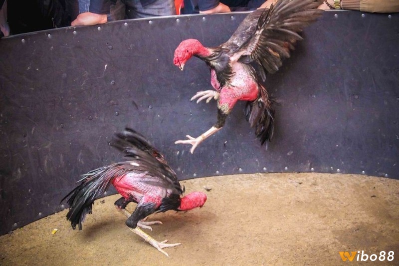 Đá gà chọi là một hình thức thể thao giải trí phổ biến được nhiều người yêu thích
