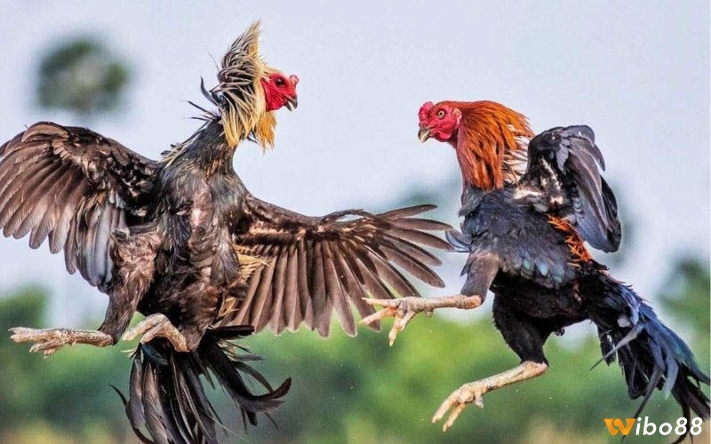 Việc chọn lựa loại cựa phù hợp sẽ giúp cho chiến kê của bạn bộ lộ tối đa sức mạnh của bản thân