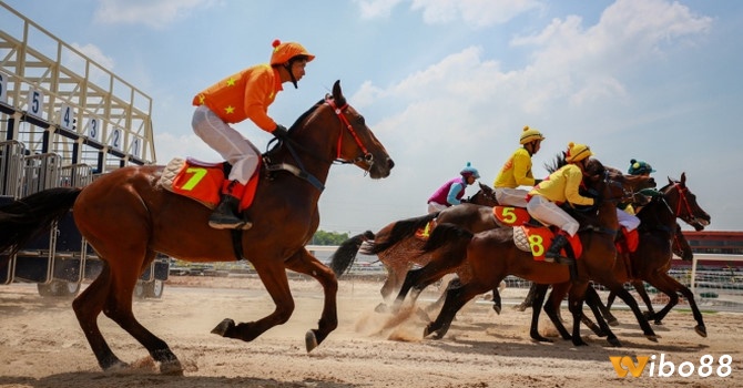 Cược Win, Place và Show là bước khởi đầu an toàn để làm quen thị trường và tích lũy kinh nghiệm