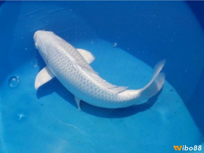 Mơ thấy cá chép trắng thể hiện cho những sự thay đổi sắp đến với bạn