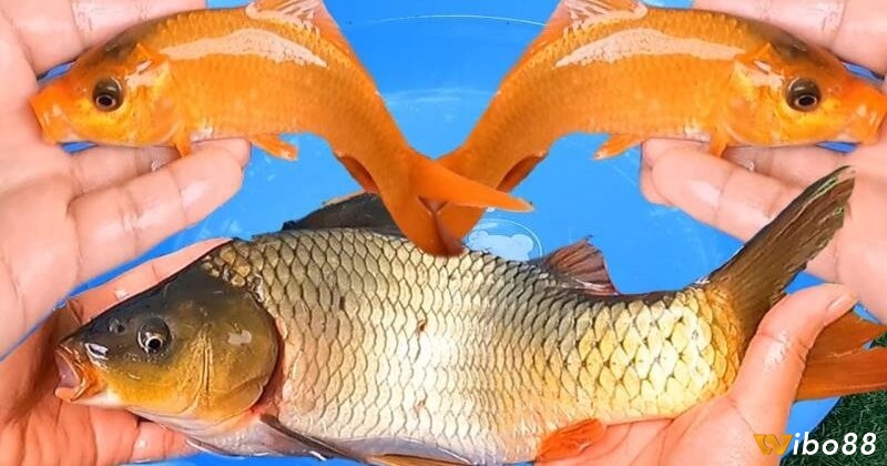 Giải mã giấc mơ thấy cá chép đánh số gì giúp bạn tìm kiếm được những con số may mắn liên quan