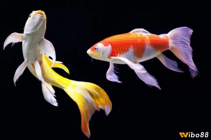 Mơ thấy cá chép chứa đựng những dự báo tâm linh đặc biệt 