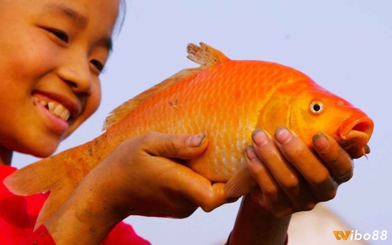 Mơ thấy cá chép vàng tương ứng với tiền bạc rủng rỉnh 