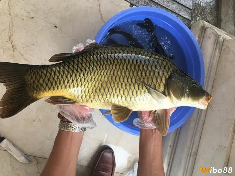 Mơ bắt được cá chép ngụ ý bạn sẽ có cơ hội về công việc và tình duyên 