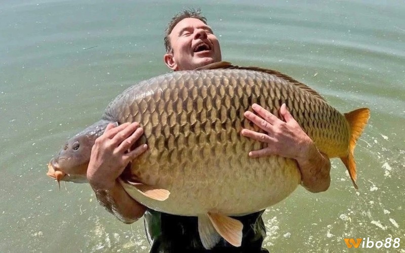 Mơ thấy cá chép số mấy phân theo diễn biến chiêm bao 