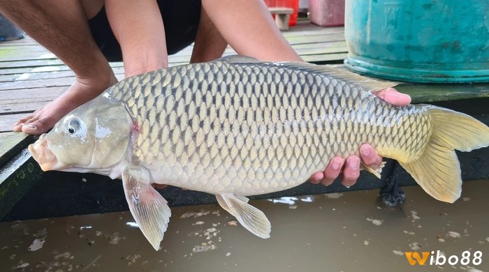 Mơ thấy cá chép mang lại cho bạn số đề lộc lá chiều nay 