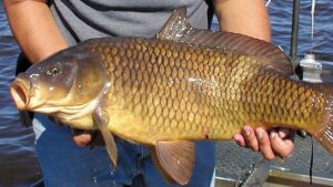 Mơ thấy cá chép số mấy giúp đề thủ trúng thưởng?