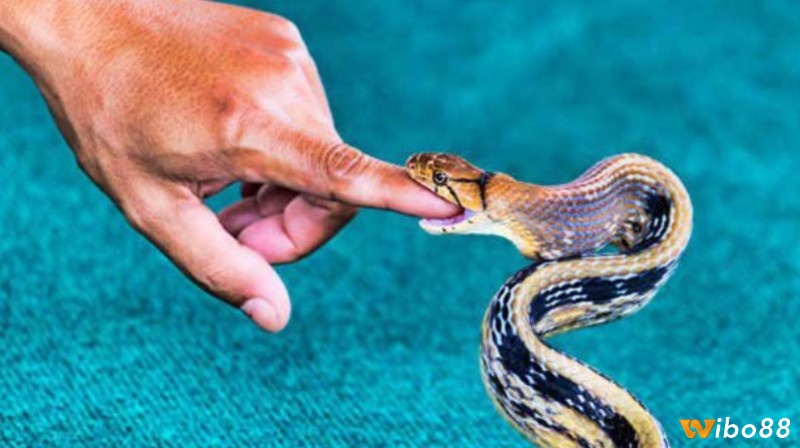Giải mã giấc mơ thấy rắn cắn vào tay có ý nghĩa liên quan đến sự xung khắc và chuyển hóa năng lượng trong bạn
