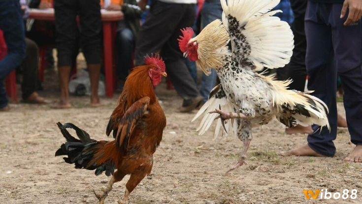 Việc phân loại chiến kê sẽ giúp các trận đấu được sắp xếp cân bằng hơn