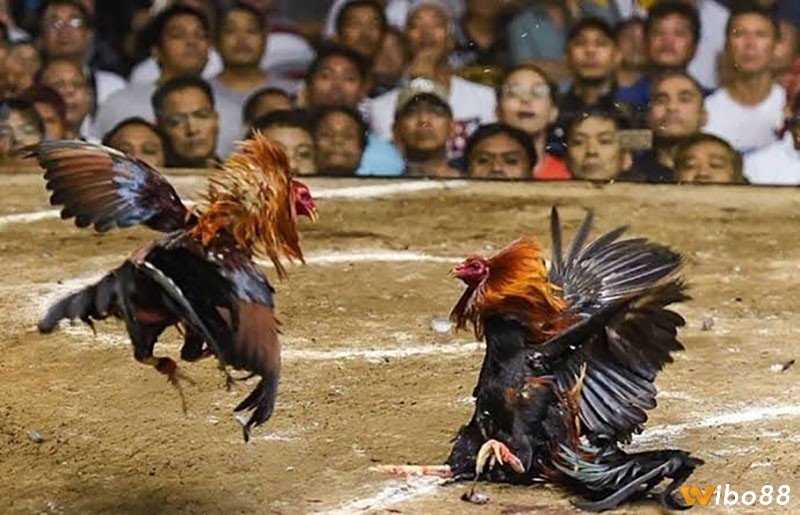 Khả năng di chuyển và né đòn sẽ giúp tăng tỷ lệ thắng của các chiến kê cao hơn